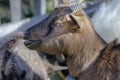 Cute alpine ibex baby eating in swiss alps, Graubunden, Switzerland