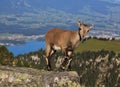 Cute alpine ibex baby