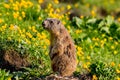 Cute Alpine marmot standing guarding as sentinel Royalty Free Stock Photo