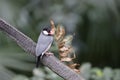 Cute Amadins bird perched on small trunk against blurred background