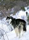 Cute amazing Siberian husky portrait Royalty Free Stock Photo