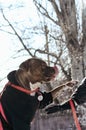 Cute American bulldog In black clothes playing in snow with owner. Royalty Free Stock Photo