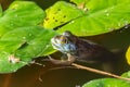 Cute American bullfrog swimming in a brown lake with bright green lily pads in the wilderness Royalty Free Stock Photo