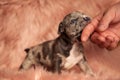 Cute american bully biting finger Royalty Free Stock Photo