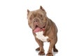 Cute american bully dog with bowtie sticking out tongue and panting Royalty Free Stock Photo