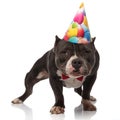 Cute american bully wearing red bowtie and birthday hat