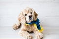 Cute Cocker Spaniel lying on a white wooden background with a Ukrainian flag