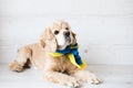 Cute dog lying on a white background with a Ukrainian flag tied around his neck