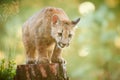 Cute American Cougar Cub In Beautiful Morning Light. Photo Of A Playing Cub. Portrait Baby Cougar, Mountain Lion Or Puma