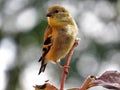 American Goldfinch & x28;Female& x29; Perched On A Dried Flower Stem Royalty Free Stock Photo