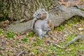 Cute American Grey Squirel Eating a Nut in Central Park, New York City, USA