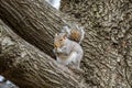 Cute American Grey Squirel Eating a Nut on a Tree Branch in Central Park, New York City, USA