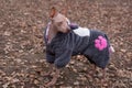 Cute american hairless terrier in the beautiful pet clothes is standing in the autumn park. Pet animals