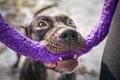 Cute American pit bull  terrier dog with puller toy in teeth . Young playful dog pulls toy Royalty Free Stock Photo