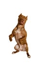 Cute American Pit Bull Terrier dog stands up on its hind legs Royalty Free Stock Photo