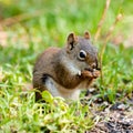 Cute American Red Squirrel feeding sunflower seed Royalty Free Stock Photo