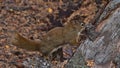 Cute American red squirrel with brown fur gnawing at the bark of a coniferous tree in autumn in a forest near Jasper, Canada. Royalty Free Stock Photo