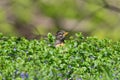 Cute American robin portrait with bird poking head out of green bushes / shrub with some purple flowers - taken near the Minnehaha