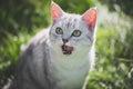 Cute American Short hair kitten sitting and licking lips Royalty Free Stock Photo