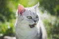 Cute American Short hair kitten sitting and licking lips Royalty Free Stock Photo