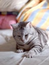 Cute AMERICAN SHORT HAIR young kitten grey and black stripes home cat alert and plays on bed portrait shot selective focus blur ho Royalty Free Stock Photo