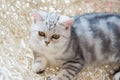 Cute american shorthair cat Royalty Free Stock Photo