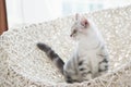 Cute american shorthair cat Royalty Free Stock Photo