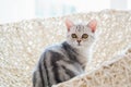 Cute american shorthair cat Royalty Free Stock Photo