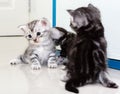 Cute American shorthair cat kitten