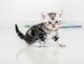 Cute American shorthair cat kitten