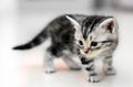 Cute American shorthair cat kitten