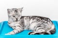 Cute American shorthair cat kitten