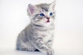 Cute American shorthair cat kitten