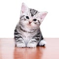 Cute American shorthair cat kitten