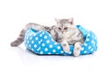 Cute American Shorthair kitten lying in cat bed