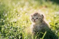 Cute American Shorthair kitten walking on green grass Royalty Free Stock Photo