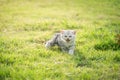 Cute American Shorthair kitten walking