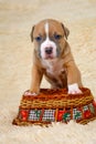 Cute American Staffordshire terrier puppy