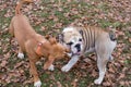 Cute american staffordshire terrier puppy and english bulldog are playing in the autumn park. Pet animals Royalty Free Stock Photo