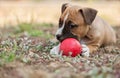 Cute American Staffordshire Terrier Puppy