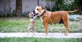 cute american staffordshire terrier, puppy playing with mother Royalty Free Stock Photo