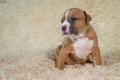 Cute American Staffordshire terrier puppy is sitting