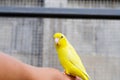 American yellow forpus bird