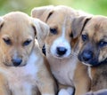 Cute amstaff puppies Royalty Free Stock Photo