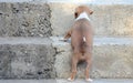 Cute amstaff puppy dog climpbing up the stairs. Success concept