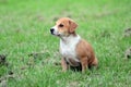 Cute amstaff puppy Royalty Free Stock Photo