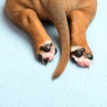 Cute amstaff puppy