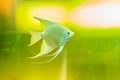 Cute angelfish (Pterophyllum) fish, a small genus of freshwater