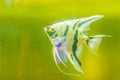 Cute angelfish (Pterophyllum) fish, a small genus of freshwater