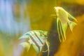 Cute angelfish (Pterophyllum) fish, a small genus of freshwater